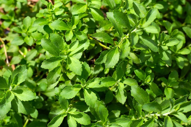 Verse groene bladeren van stevia plant