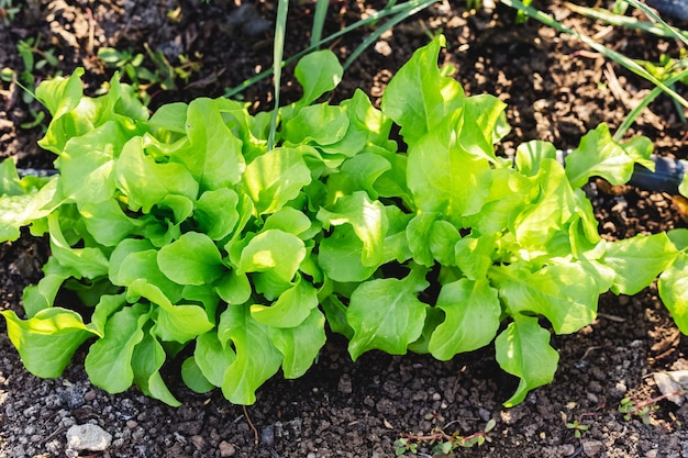 Verse groene bladslaplanten groeien in de volle grond. Batavia, cos salade blad achtergrond