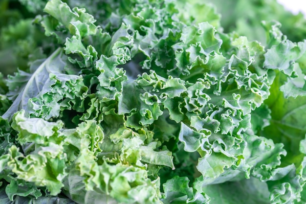 Verse groene boerenkool bladeren geïsoleerd op een witte achtergrond Concept gezonde voeding