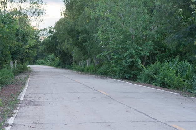 Verse groene boom en cementweg