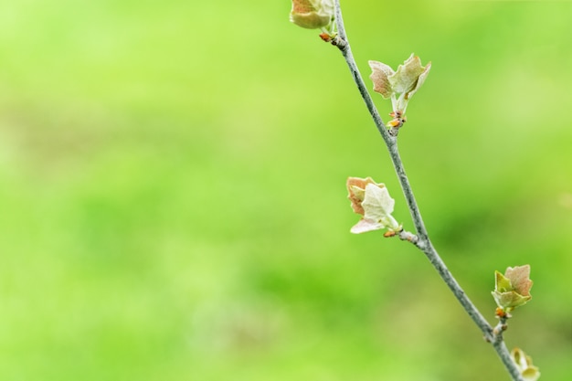 Verse groene boombladeren in de vroege lente.