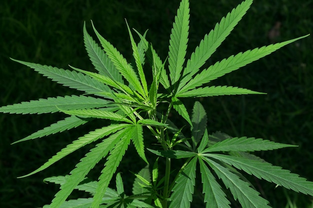 Verse groene cannabisbladeren aan boom of marihuanaplant