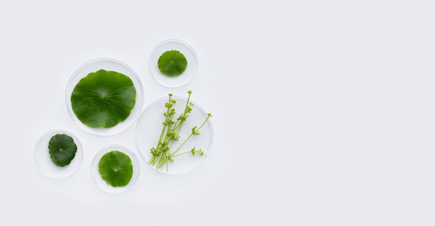 Verse groene centella asiatica bladeren in petrischalen op witte achtergrond.