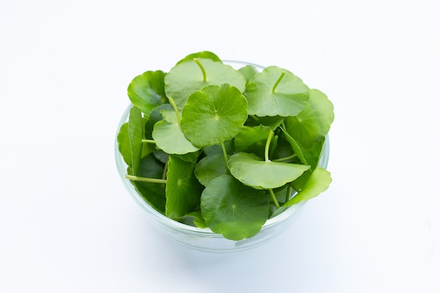 Verse groene centella asiatica bladeren of water waternavel plant glazen kom op wit