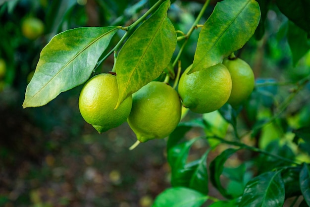 Verse groene citroen limoenen op boom in biologische tuin