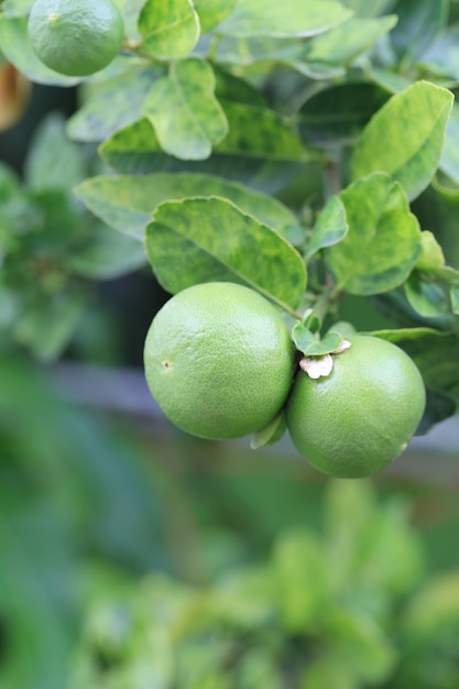 Verse groene citroen op de boom in de moestuin.