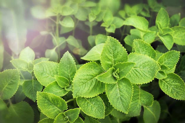 Verse groene Coleus amboinicus in de tuin