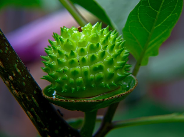 Verse groene Datura Metel fruit- of trompetbloemplant