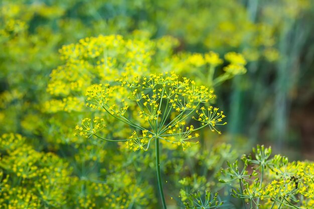 Verse groene dille Tuin van groenten