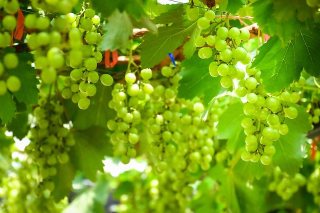 Verse Groene druiventros op de wijnstok in Wijngaard.