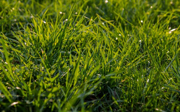 Verse groene grasachtergrond Natuurlijke grastextuur