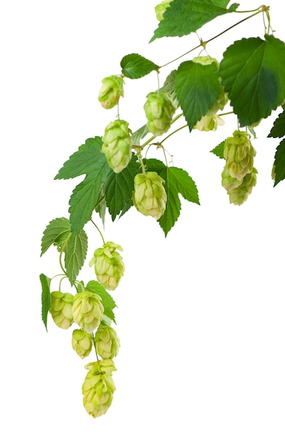 Verse groene hop tak, geïsoleerd op een witte achtergrond.