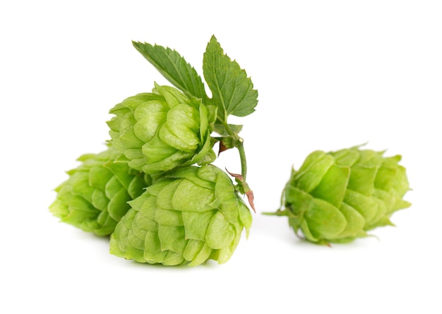 Verse groene hoptak geïsoleerd op een witte achtergrond hopbellen met blad biologische hopbloemen close