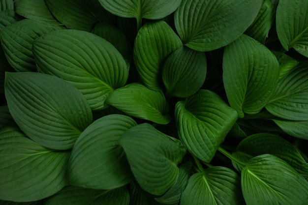 Verse groene hosta plant bladeren achtergrond Botanische natuur oppervlak Behang of poster met groen