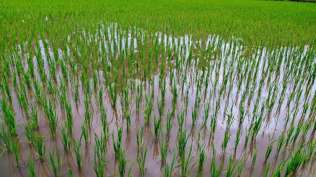 Foto verse groene jonge rijstplanten