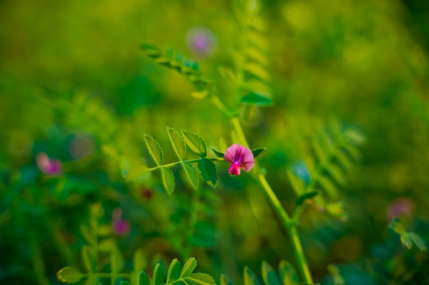 Verse groene kikkererwten veld