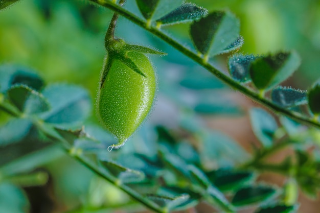 Verse groene kikkererwten veld