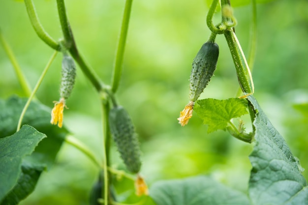 verse groene komkommers groeien in een kas