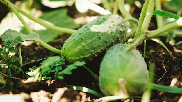 Verse groene komkommers groeien op tuinbed in boerentuin