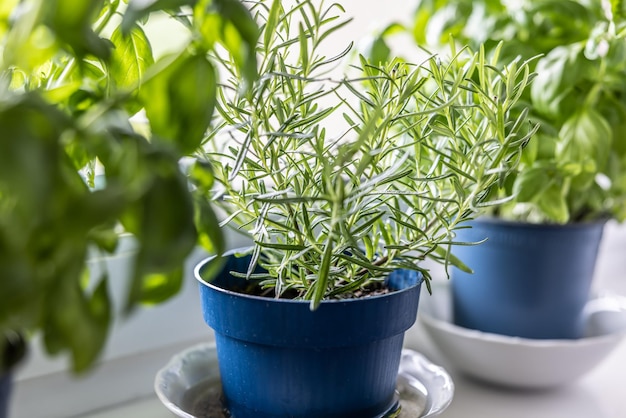 Verse groene kruiden rozemarijn en basilicum in blauwe potten geplaatst op een raamkozijn