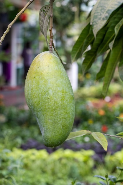 Verse groene mango die aan de boom hangt in een tuin