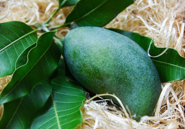 Verse groene mango en groene bladeren op bamboe, oogst ruwe de zomerfruit van de oogstmango