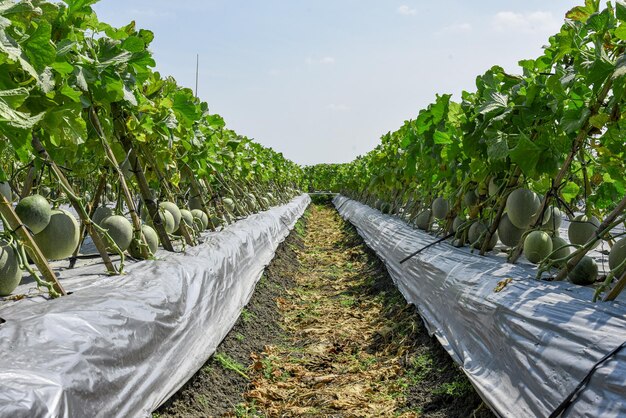 verse groene meloenoogst