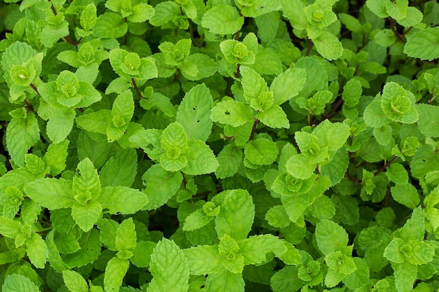 Verse groene muntplanten in groei op het veld