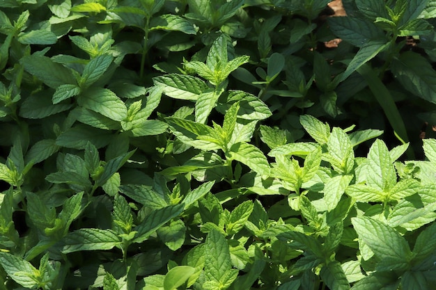 Verse groene muntplanten in groei op het veld