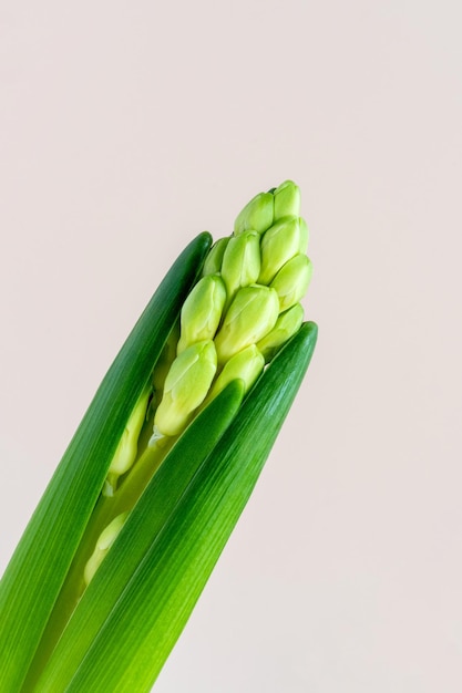 Verse groene natuurlijke hyacint bloemknop