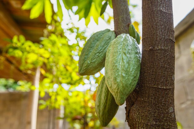 Verse groene niet-geoogste cacaopeulen