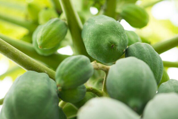 Verse groene papaya op tree.papaya boom met een bos van fruit