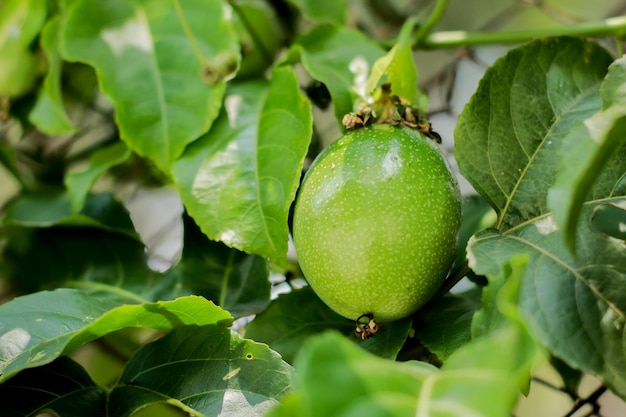 Verse groene passievrucht die aan de boom hangt