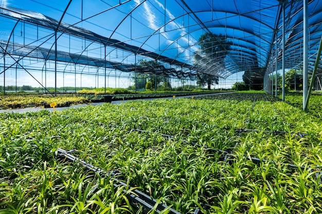 Verse groene planten groeien in broeikas in zonlicht