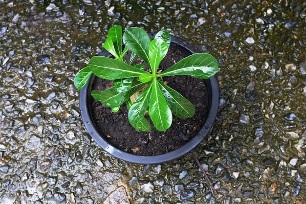 Foto verse groene plumeria jong in een pot