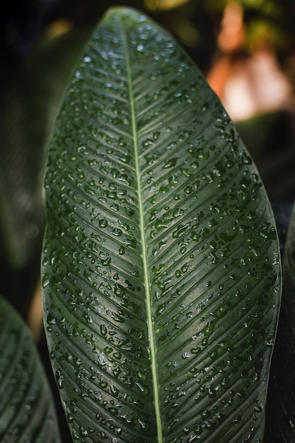 Verse groene plumeria- of frangipani-bladeren.