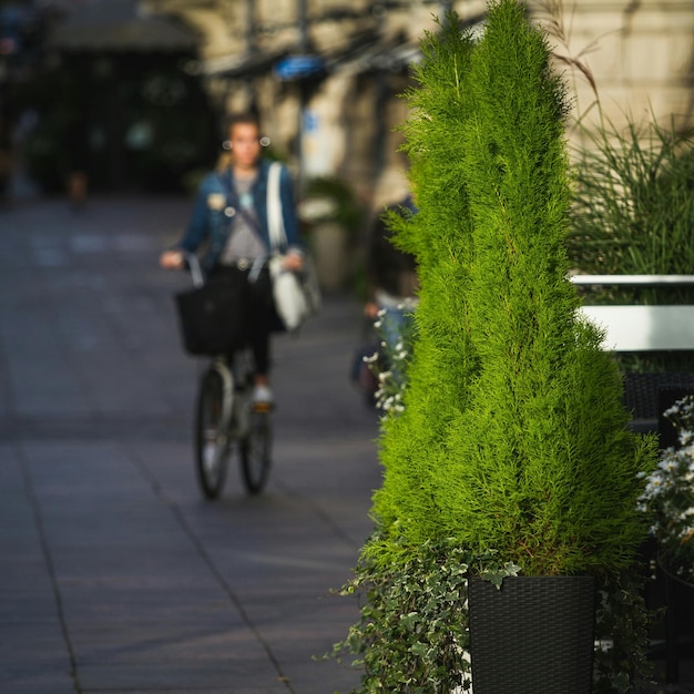 Foto verse groene potplant op de stoep