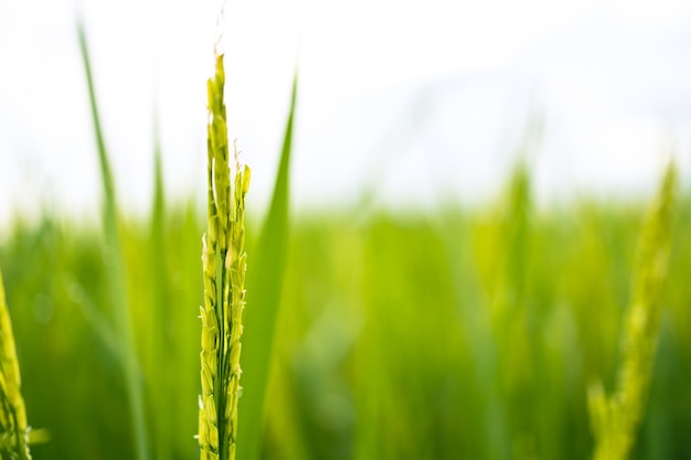 Verse groene rijstvelden in de velden groeien hun korrels op de bladeren met dauwdruppels