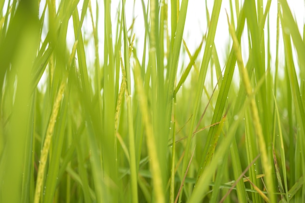 Verse groene rijstvelden in de velden groeien hun korrels op de bladeren met dauwdruppels