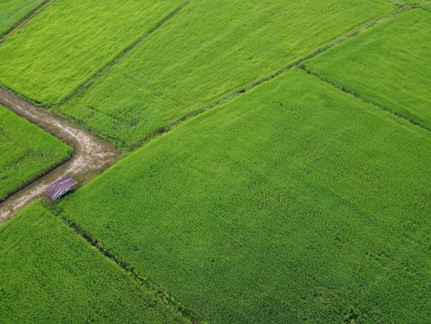 Verse groene rijstvelden, luchtfoto's van drones