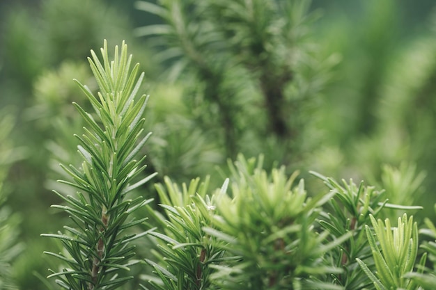 Verse groene rozemarijn kruiden textuur achtergrond