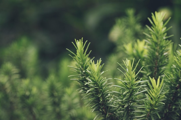 Verse groene rozemarijn kruiden textuur achtergrond