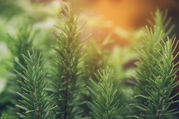 Verse groene rozemarijn kruiden textuur achtergrond