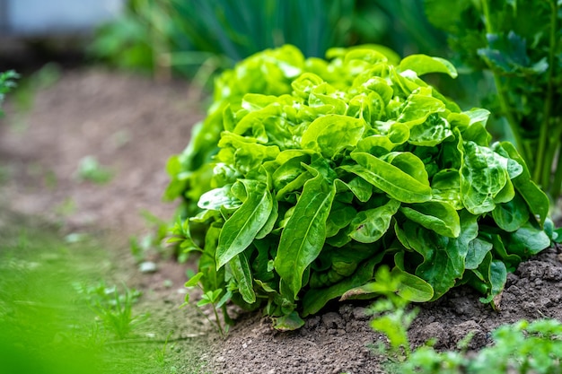 Verse groene rucola plant in de tuin