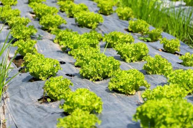 Verse groene sla in de biologische groenteboerderij.
