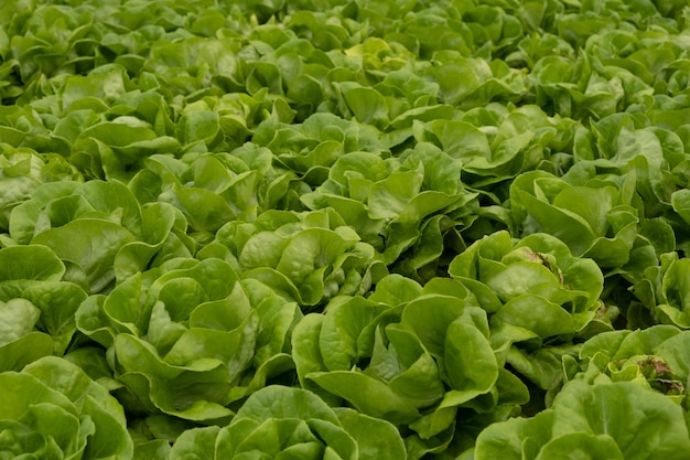 Verse groene sla klaar om te oogsten van hydrocultuur installatie in de kas