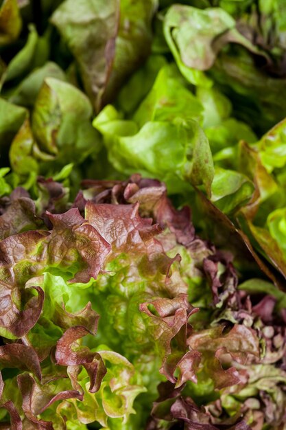 Verse groene sla salat achtergrondstructuur. Gezond voedselconcept. Bovenaanzicht.