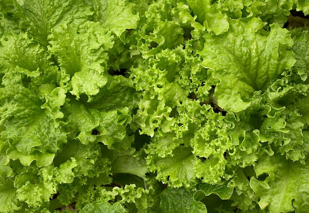 Verse groene slabladeren op tuinbedden in groentegebied, close-up.