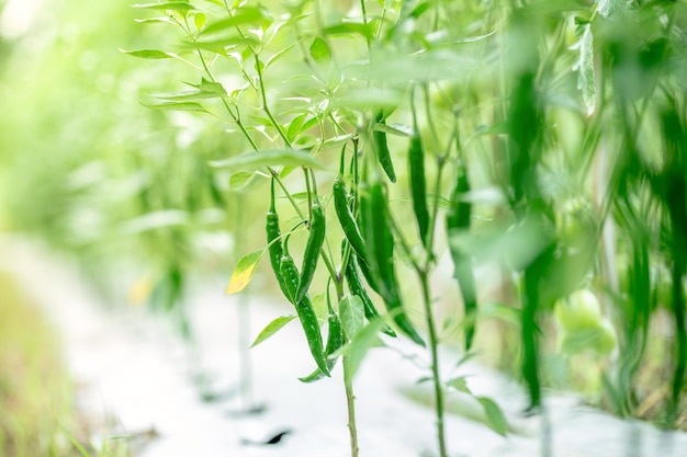 Verse groene Spaanse pepers op boom in de tuin van Azië