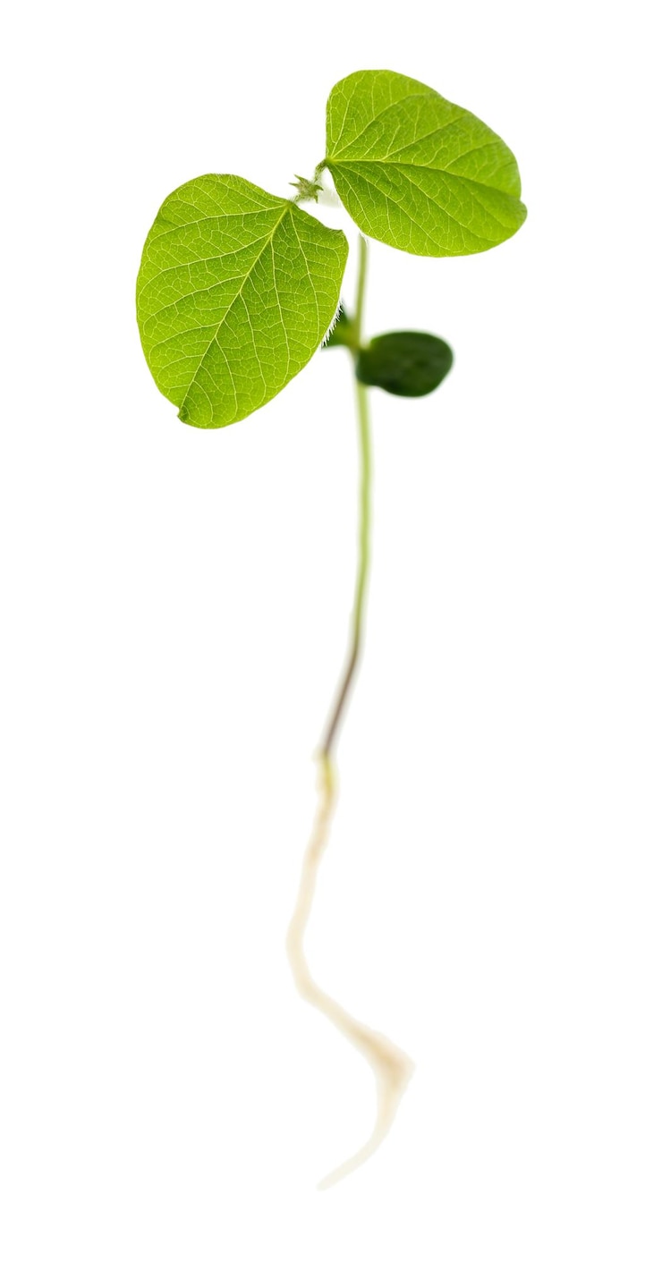 Foto verse groene spruit geïsoleerd op wit